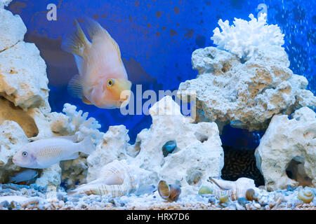 Pesci galleggianti in un acquario con pietre su uno sfondo blu Foto Stock