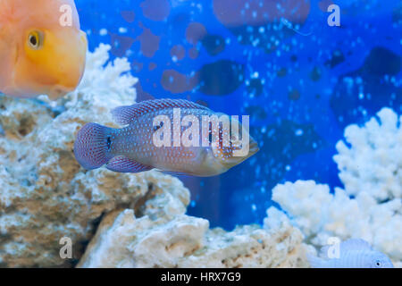 Pesci galleggianti in un acquario con pietre su uno sfondo blu Foto Stock