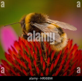 Bumble Bee per raccogliere il polline dal fiore giardino Foto Stock