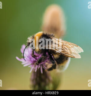 Bumble Bee per raccogliere il polline dal fiore giardino Foto Stock