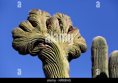 Un Crested Suguaro cactus, cresce nel deserto di Sonora dell'Arizona. Una anomalia genetica è sospettato come la causa di questa rara aberation, Foto Stock
