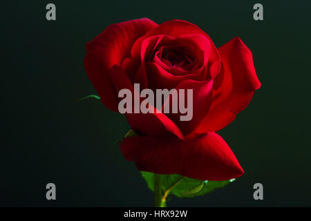 "Haydock Park' - Red Rose Foto Stock