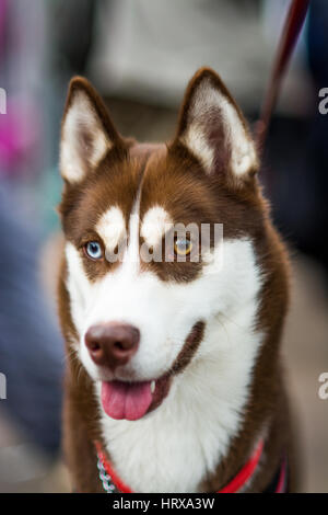Un bel cane husky con heterocromia (occhi diversi colori) uno marrone, uno blu Foto Stock