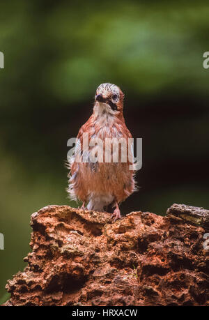 Eurasian Jay (Garrulus glandarius), bambino uccello appollaiato su un albero morto, Regents Park, London Regno Unito Foto Stock