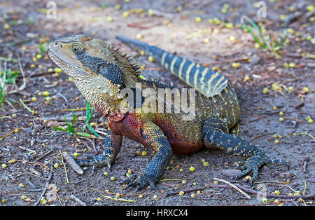 Acqua orientale Dragon nella riproduzione dei colori Foto Stock