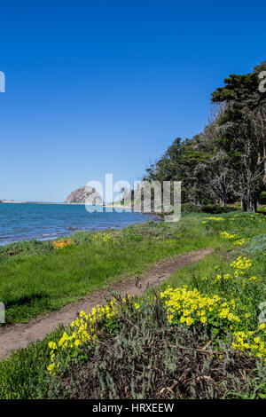 Vista del Morro Rock guardando a nord della California centrale costa su una bella mattina di primavera verso il porto di pesca di Morro Bay. Foto Stock