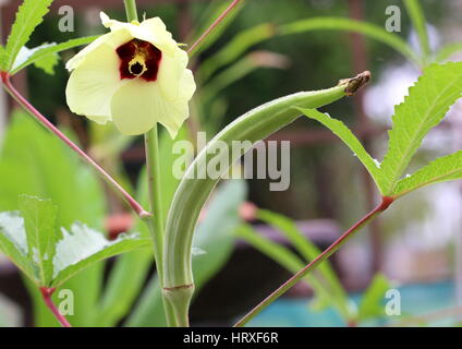 L'okra, o Signore dito e il suo fiore Foto Stock