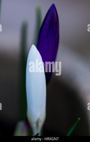 Due Crocus Foto Stock