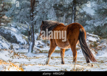 Vero cavallo selvaggio in una zona protetta dalla Rete Natura 2000 in Serra do Centro Interinale. La Galizia, Spagna. Cavalli abitato questo luogo già nella preistoria. Foto Stock