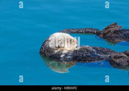 Wild le lontre marine (Enhydra lultras) rilassante nel porto di Morro Bay in California Central Coast Foto Stock