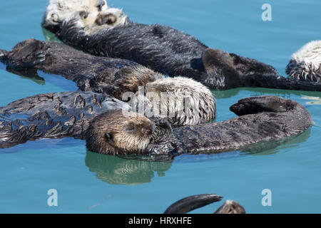 Wild le lontre marine (Enhydra lultras) rilassante nel porto di Morro Bay in California Central Coast Foto Stock