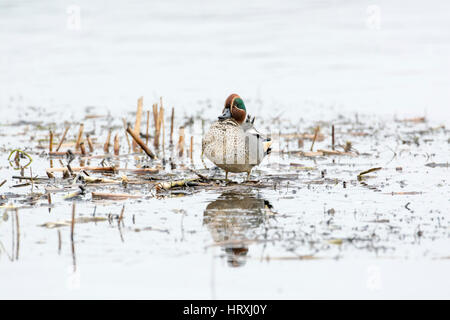 Maschio (drake) Eurasian Teal (Anas crecca) Foto Stock