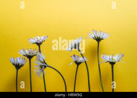 Un gruppo di piccoli fiori a margherita su giallo brillante background testurizzata closeup Foto Stock