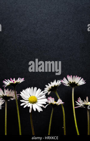 Un gruppo di piccoli fiori a margherita su nero testurizzato background closeup Foto Stock