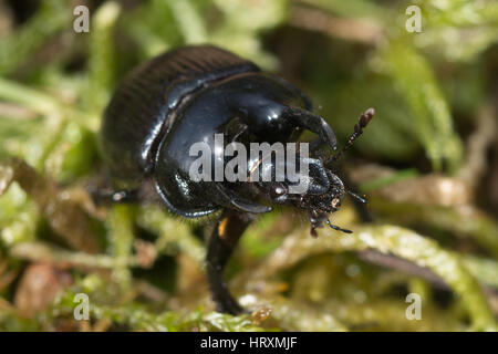 Close-up di minotauro beetle (Typhaeus typhoeus) su moss Foto Stock