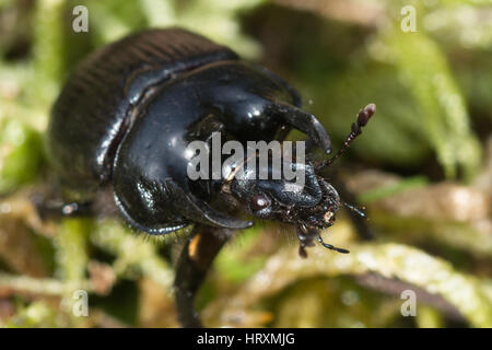 Close-up di minotauro beetle (Typhaeus typhoeus) su moss Foto Stock