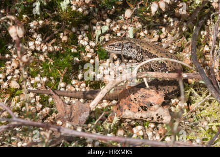 Close-up del maschio lucertola comune (Zootoca vivipara) su Surrey brughiera Foto Stock