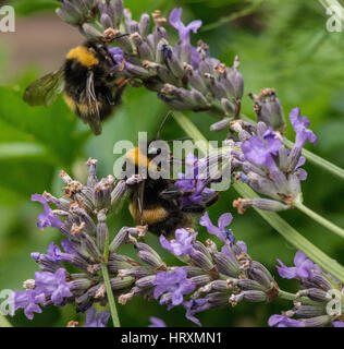 Bombi per raccogliere il polline dal fiore giardino Foto Stock