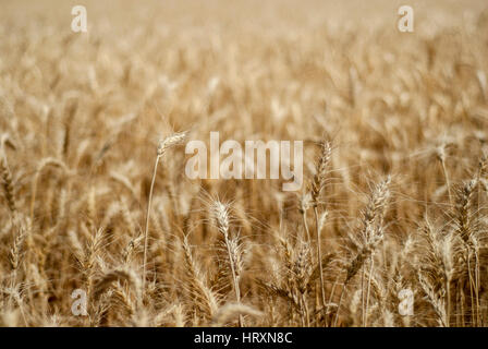 Un campo di golden orzo frumento in Eastern Washington Foto Stock