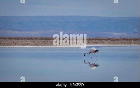 Flamingo riflessione su Chaxa Salar, il Deserto di Atacama - Cile Foto Stock