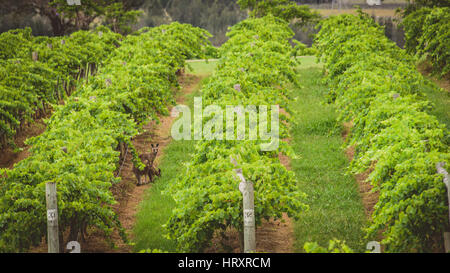 Canguri nella Hunter Valley vigneti Foto Stock