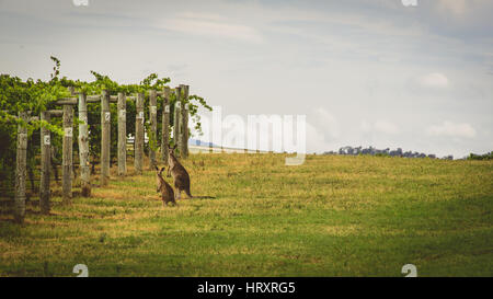 Canguri nella Hunter Valley vigneti Foto Stock