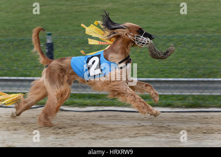 Il Greyhound Racing, EM 2015 Hünstetten , Germania, Europa Foto Stock