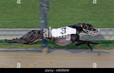 Il Greyhound Racing, EM 2015 Hünstetten , Germania, Europa Foto Stock