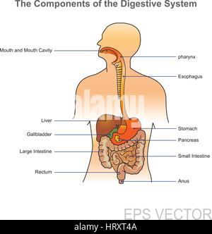 L'apparato digestivo umano è costituito dal tratto gastrointestinale plus l'accessorio organi della digestione (lingua, ghiandole salivari, il pancreas, fegato Illustrazione Vettoriale