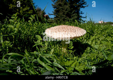 Parasol (fungo Lepiota procera), Lazio, Italia Foto Stock