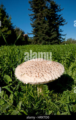 Parasol (fungo Lepiota procera), Lazio, Italia Foto Stock