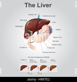 Il fegato è il solo umano organo interno in grado di rigenerazione naturale di tessuto perso così poco come 25% di un fegato può rigenerarsi in un intero live Illustrazione Vettoriale