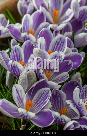 Crocus " Pickwick' Foto Stock