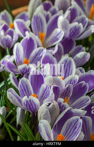 Crocus " Pickwick' Foto Stock