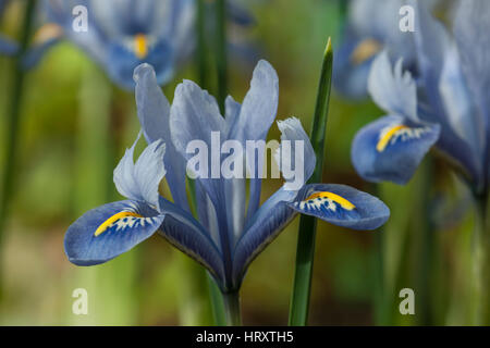 Iris reticulata " Alida' Foto Stock