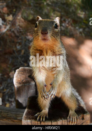 Curioso Rock scoiattolo (Otospermophilus variegatus) nel Parco Nazionale di Zion, Utah, Stati Uniti d'America Foto Stock
