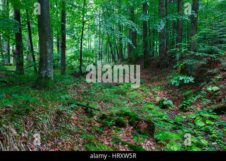 Lussureggiante fogliame di faggio summetime stand in Bieszczady appena pioggia dopo lungo il vecchio torrente asciutto bed,Bieszczady regione,Polonia,l'Europa Foto Stock
