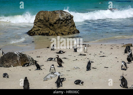 I Penguins africani (Spheniscus demersus) a Boulders Beach, Sud Africa Foto Stock