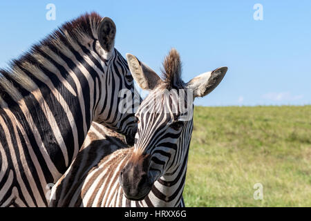 Carino zebre - Burchell's Zebra (Equus burchelli), Capo orientale, Sud Africa Foto Stock