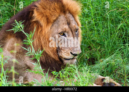 Lion ritratto maschile - Transvaal lion (Panthera leo krugeri) noto anche come Southheast leone africano, Kruger National Park, Sud Africa Foto Stock