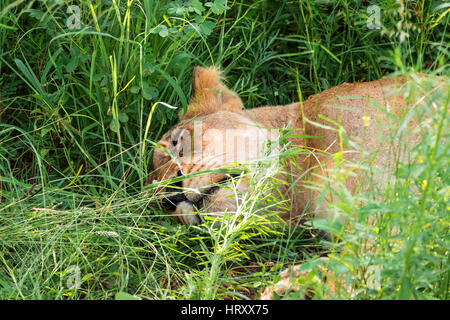 Femmina leonessa lion dormire rilassati in erba Foto Stock