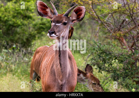Antilope Kudu con oxpecker di uccelli nel parco nazionale di Kruger, Sud Africa Foto Stock