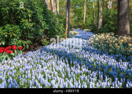 Blue River dalla fioritura Muscari nel parco Keukenhof, Paesi Bassi. Foto Stock