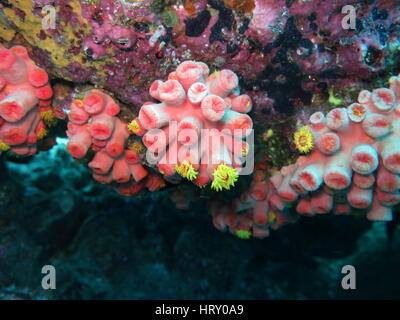 Orange Cup Coral (Tubastraea coccinea) al giorno Foto Stock