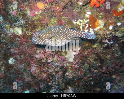 Spotted puffer ( Arothron meleagris syn. Tetradon setosus ) Foto Stock