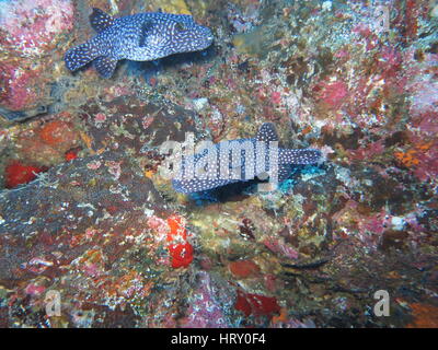 2 Spotted puffer ( Arothron meleagris syn. Tetradon setosus ) Foto Stock