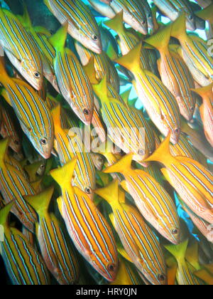 Scuola di blue striped snapper (Lutjanus kasmira) Foto Stock