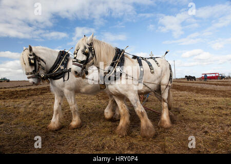 Aratura Match tenuto a Trowbridge, Wiltshire, Inghilterra, Regno Unito Foto Stock