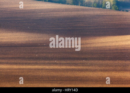 Bellissimo paesaggio minimalista con striped campi ondulati della Moravia del sud al tramonto. Natura astratta con uno sfondo marrone terra e alberi Foto Stock