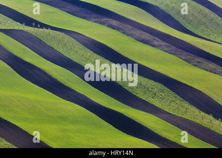 Ondulati campi verdi in Moravia del Sud, Repubblica Ceca. Strisce ondulate colline al tramonto in primavera. Paesaggio minimalista con il fiore erba verde Foto Stock